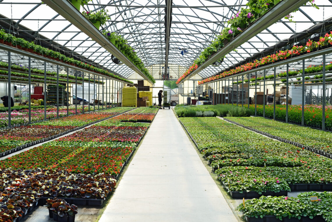 interno vivaio fiori e piante coltura
