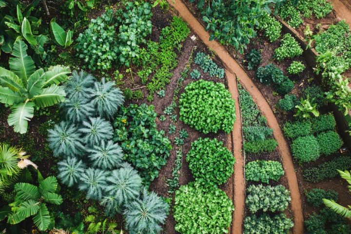 Foodscaping: bello da vedere, buono da mangiare