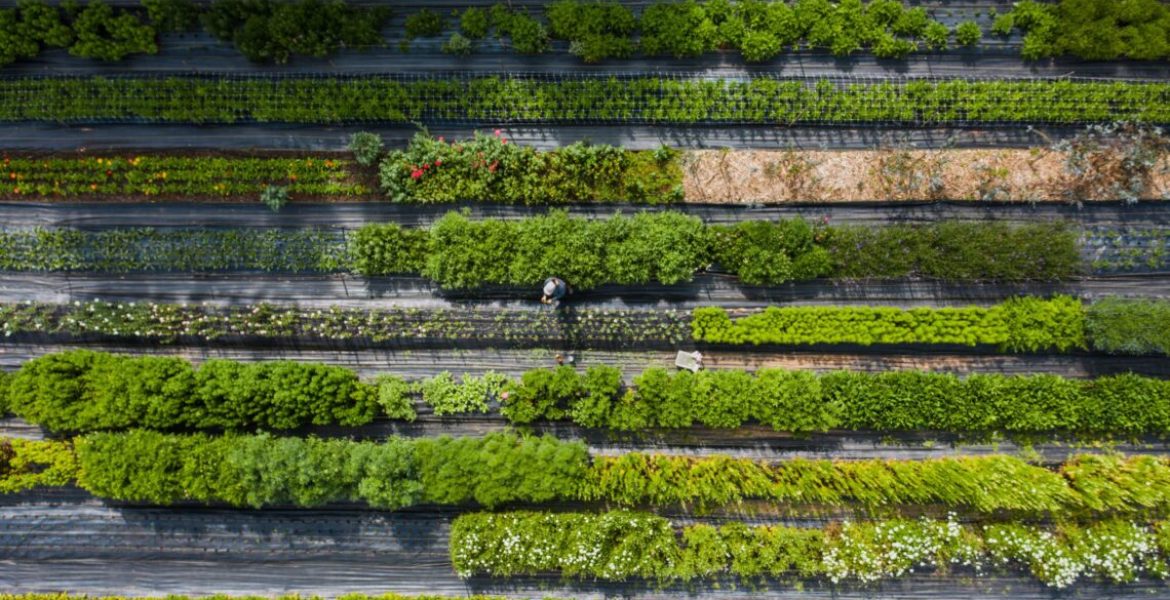 Coldiretti, export florovivaistico da record: quasi 1,3 miliardi nel 2025