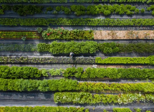 Coldiretti, export florovivaistico da record: quasi 1,3 miliardi nel 2025
